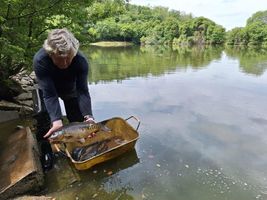 Malý rybník Únětice zarybnění 20.6.24 (2).jpg
